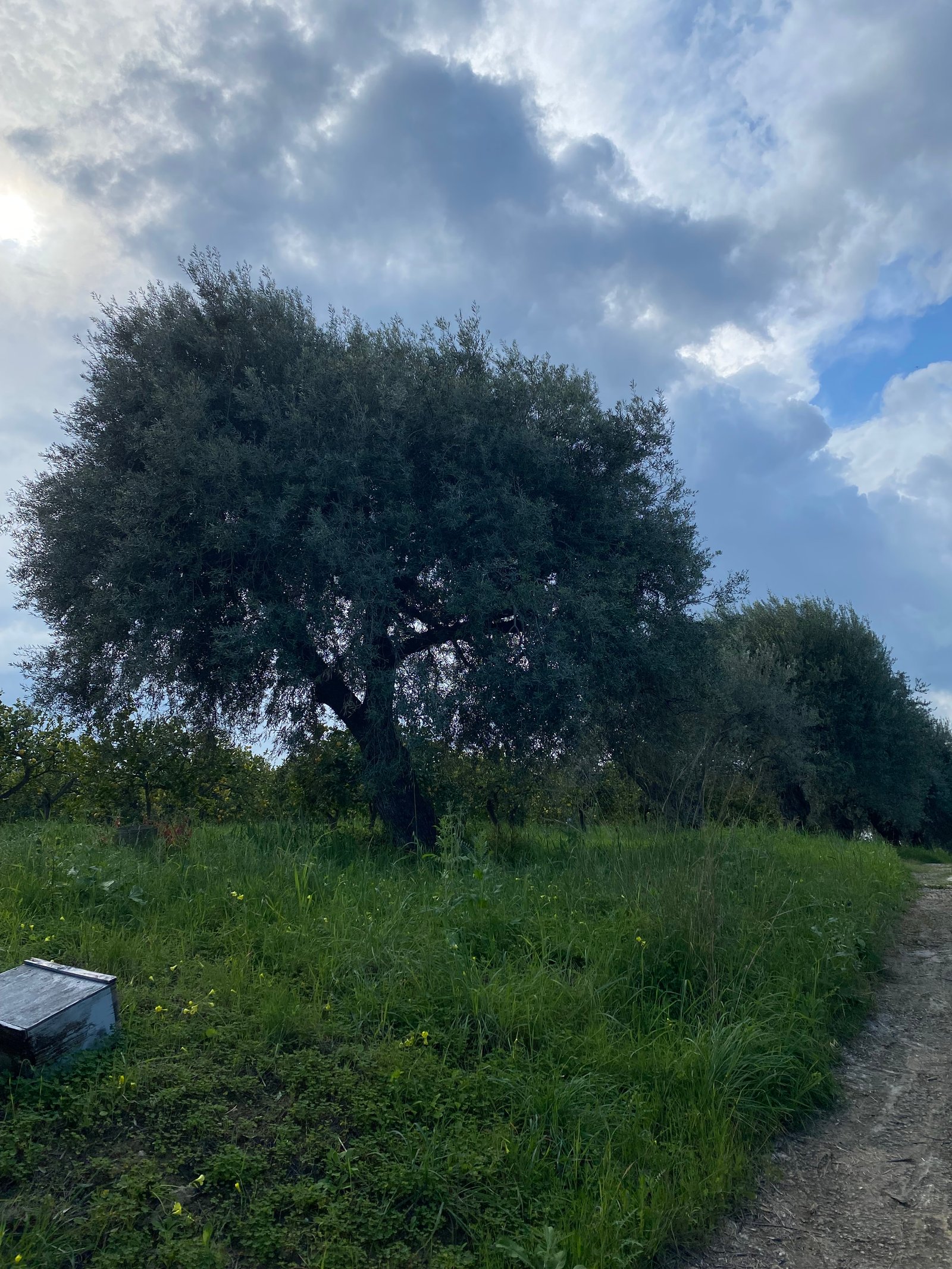 Ulivi Terre di Mersico